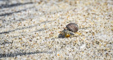 Küçük yengeç sıcak kum kıyı su boyunca onun kabuğundan taşır. Sıcak kum onu rahatsız etmez.