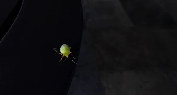 Chincha Käfer Leuchtend Grüne Käfer Auf Dunkler Holzoberfläche Insekt Wildtier — Stockfoto