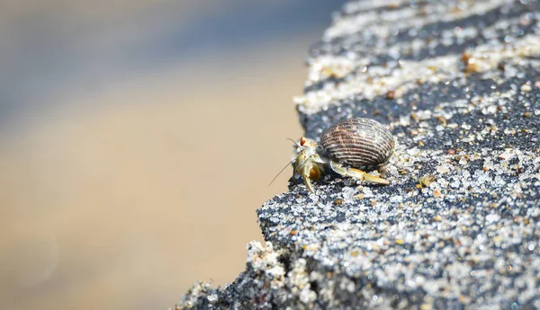 Kleine Krabbe Trägt Seine Schale Den Rand Seiner Welt Strand — Stockfoto