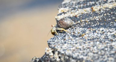 Küçük yengeç onun kabuğundan onun dünya boyunca kıyı su sıcak kum plajında kenarına taşır.