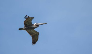 Brown ek yükü Panama kıyı suları boyunca parlak gökyüzü uçan Pelikan (Pelecanus occidentalis).