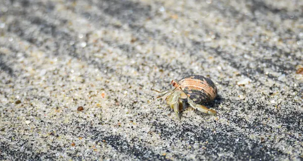 Kleine Krabbe Trägt Seine Schale Heißen Sand Entlang Des Küstenwassers — Stockfoto