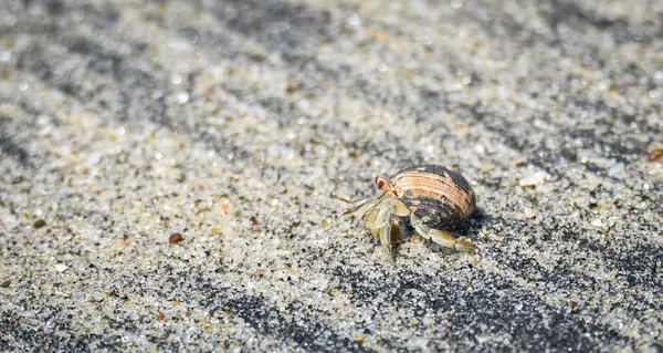 Lilla Krabba Bär Sitt Skal Varm Sand Längs Kustnära Vatten — Stockfoto