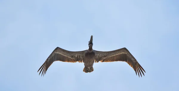 Barna Headstand Pelecanus Occidentalis Világos Égbolt Panama Tengerpartok Mentén — Stock Fotó