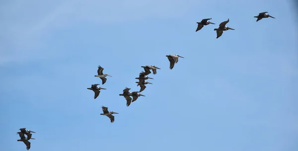 Barna Headstand Pelecanus Occidentalis Világos Égbolt Panama Tengerpartok Mentén — Stock Fotó