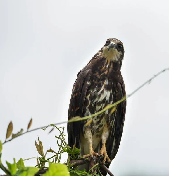 Falco Nero Comune Immaturo Buteogallus Anthracinus Panama Rapace Nel Suo — Foto Stock