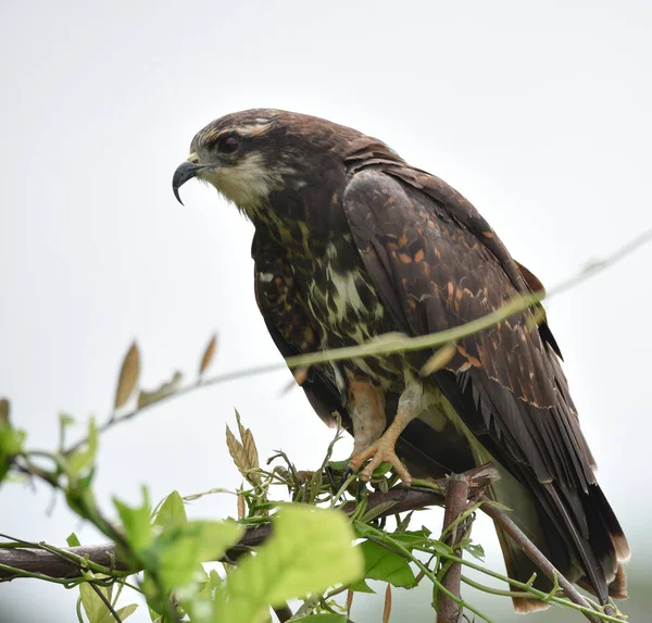 パナマ 彼のネイティブの生息地で獲物の鳥で未熟な一般的なブラック ホーク Buteogallus Anthracinus — ストック写真