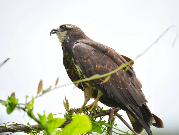 パナマ 彼のネイティブの生息地で獲物の鳥で未熟な一般的なブラック ホーク Buteogallus Anthracinus — ストック写真