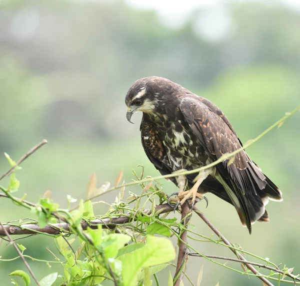 パナマ 彼のネイティブの生息地で獲物の鳥で未熟な一般的なブラック ホーク Buteogallus Anthracinus — ストック写真