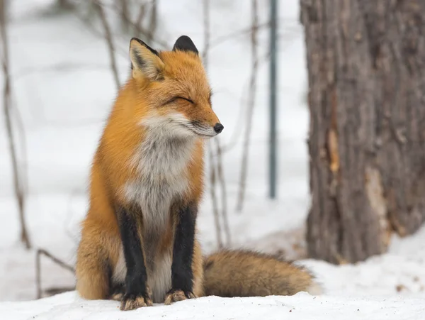 Red Fox Vulpes Vulpes Healthy Specimen His Habitat Woods Relaxes — Stock Photo, Image