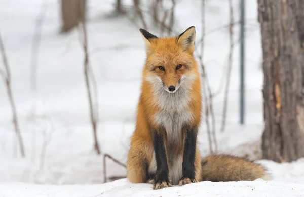 Red Fox Vulpes Vulpes Zdrowy Okaz Jego Siedliska Lesie Relaksuje — Zdjęcie stockowe