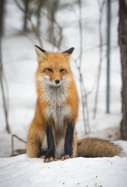 Raposa Vermelha Vulpes Vulpes Espécime Saudável Seu Habitat Floresta Relaxa — Fotografia de Stock