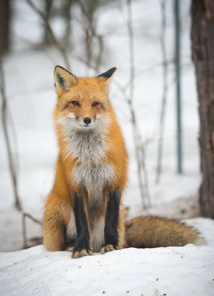 Red Fox Vulpes Vulpes Healthy Specimen His Habitat Woods Relaxes — Stock Photo, Image