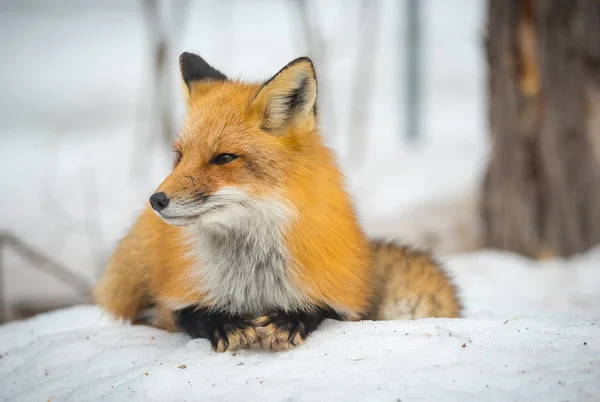 Red Fox Vulpes Vulpes Healthy Specimenin His Habitat Woods Relaxes — Stock Photo, Image
