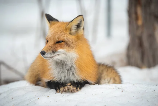 Red Fox Vulpes Vulpes Sunt Spekimennei Sitt Habitat Skogen Slapper – stockfoto