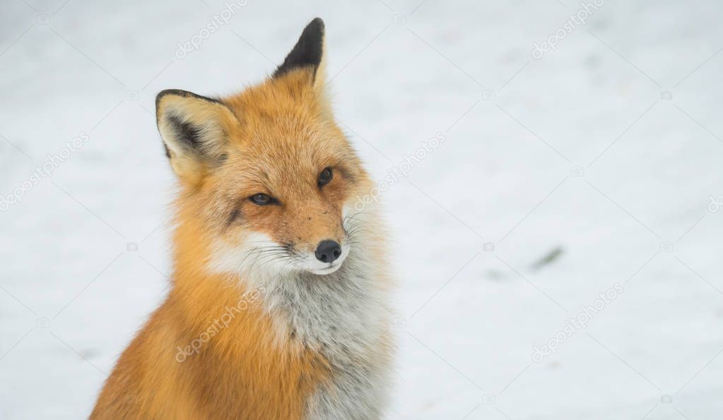 Red Fox - (Vulpes vulpes), healthy specimen in his woodland habitat, relaxes, sits down and seems to pose for the camera.