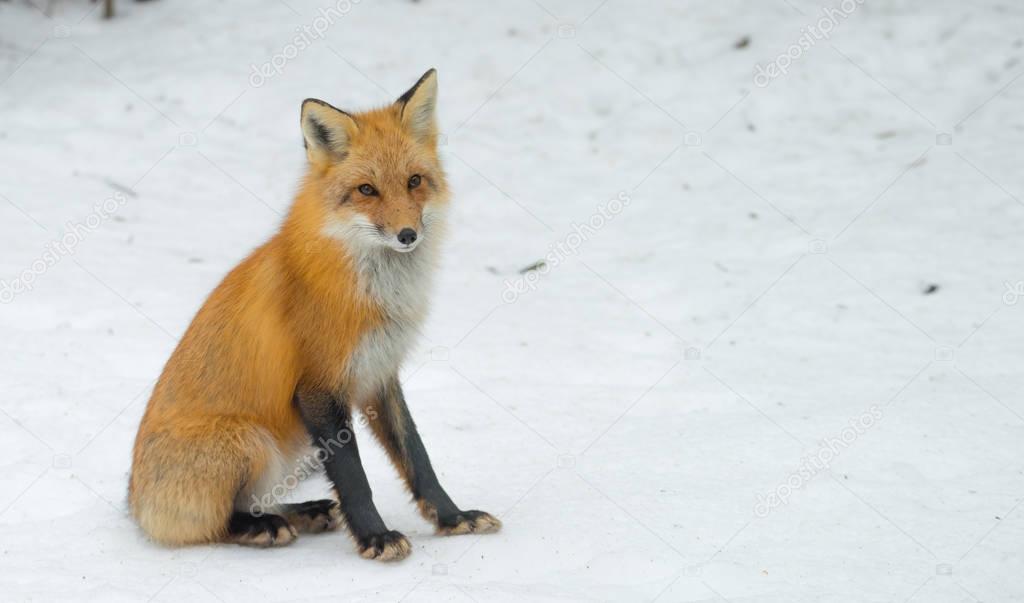 Red Fox - Vulpes vulpes, healthy specimen in his habitat in the woods, relaxes, sits down and seems to pose for the camera.