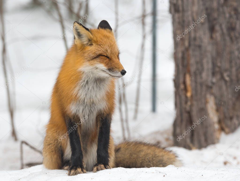 Red Fox - Vulpes vulpes, healthy specimen in his habitat in the woods, relaxes, sits down and seems to pose for the camera.