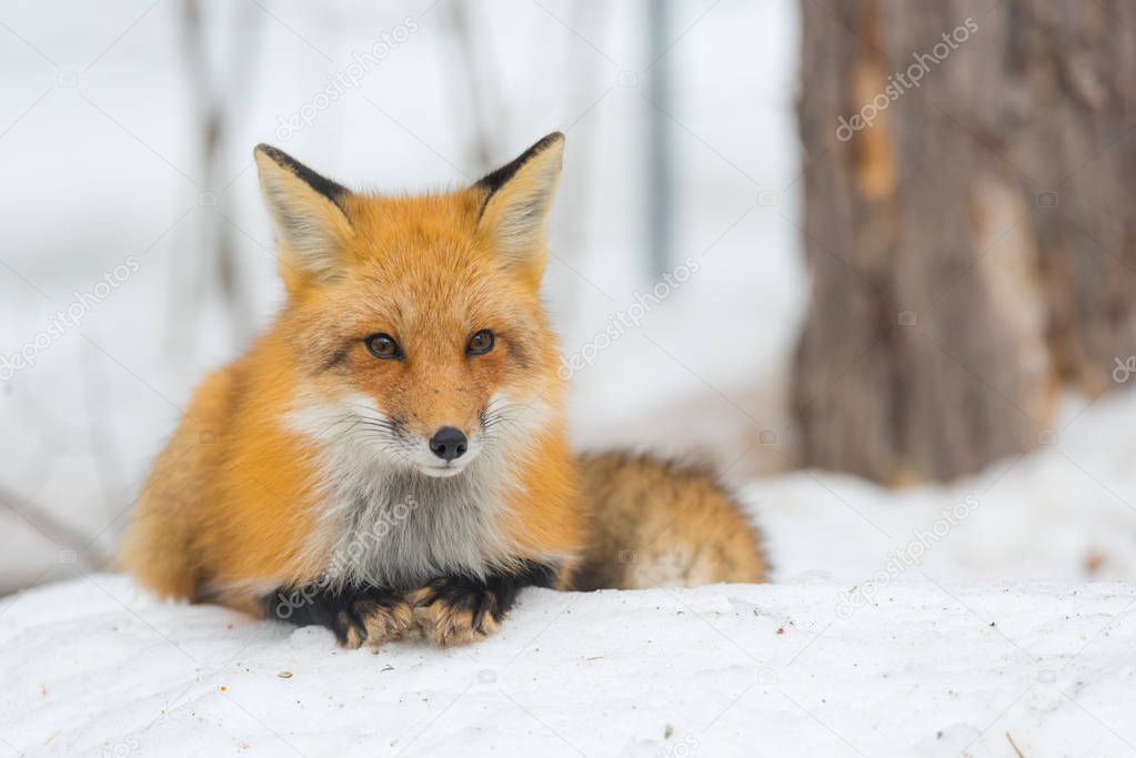 Red Fox - Vulpes vulpes, healthy specimenIn his habitat in the woods, relaxes, lays down and seems to pose for the camera.