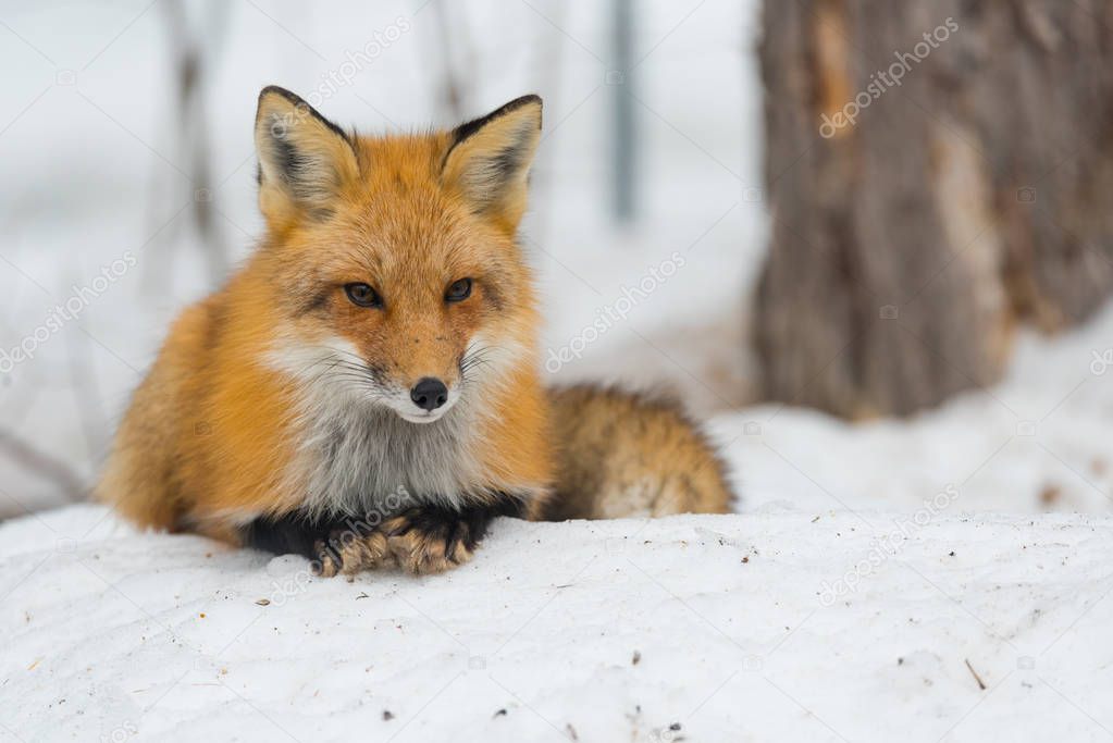 Red Fox - Vulpes vulpes, healthy specimenIn his habitat in the woods, relaxes, lays down and seems to pose for the camera.