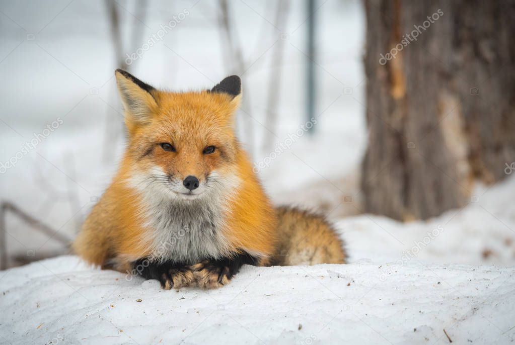 Red Fox - Vulpes vulpes, healthy specimenIn his habitat in the woods, relaxes, lays down and seems to pose for the camera.