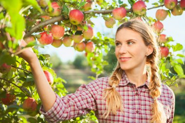 Genç kadın üzerinde güzel bir güneşli toplam elma ağacı elma toplama