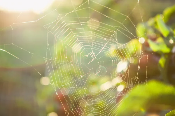 Brilho da teia de aranha antes do pôr do sol — Fotografia de Stock