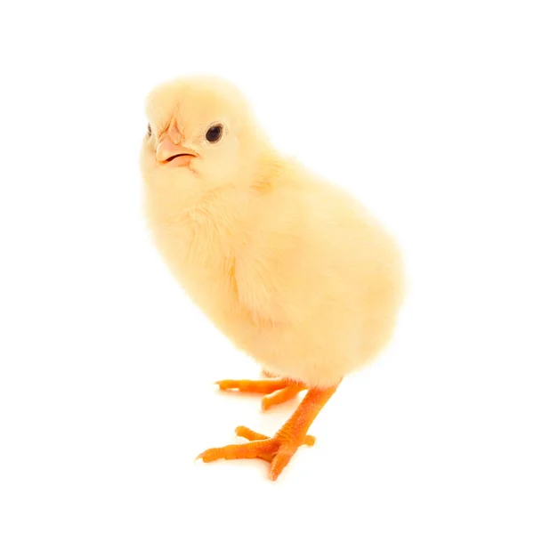 Маленькая курица изолирована на белом — стоковое фото