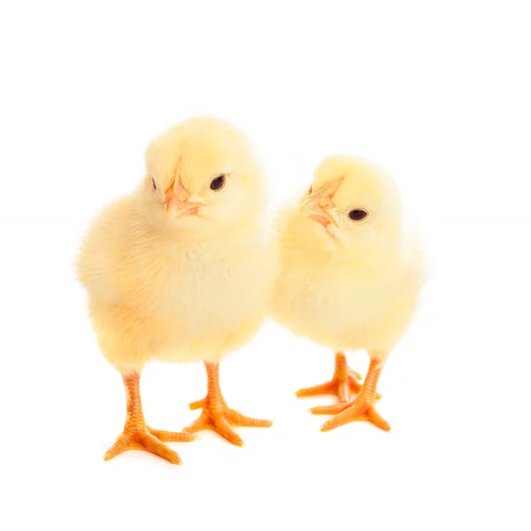 Dos polluelos jóvenes sobre fondo blanco — Foto de Stock