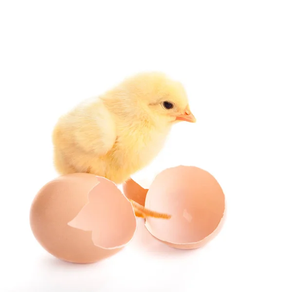 Frango pequeno isolado em branco — Fotografia de Stock