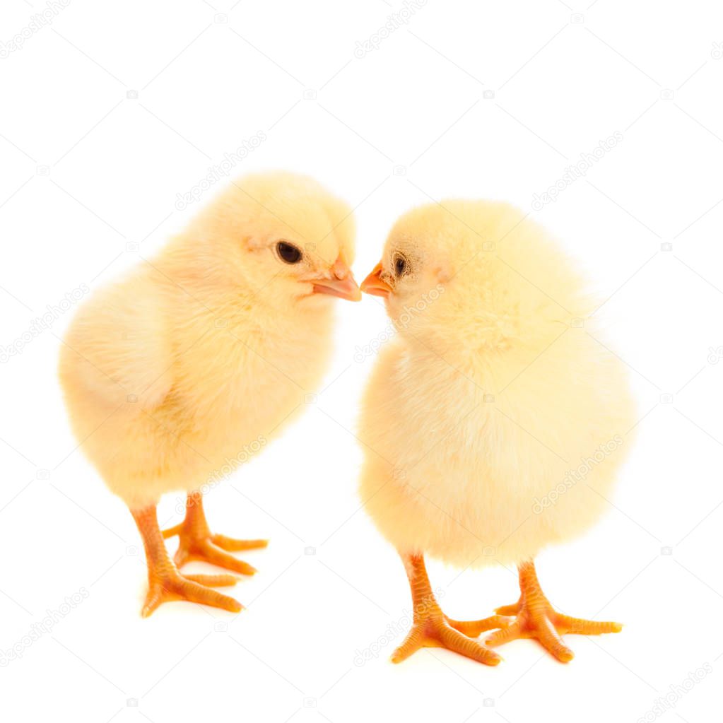 two young chicks on white background