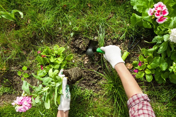 Ültetés virágok, egy kertben dirt vagy a talaj. — Stock Fotó