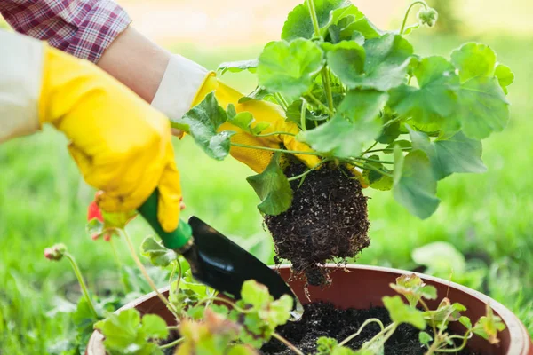 Planting flowers in pot with dirt or soil. — Stock Photo, Image