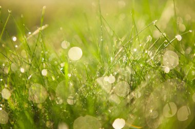 Çiy damlaları ile taze yeşil çimen