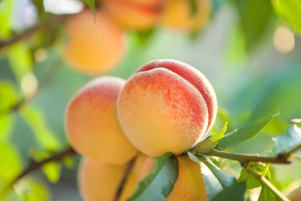 Ripe sweet peach fruits — Stock Photo, Image