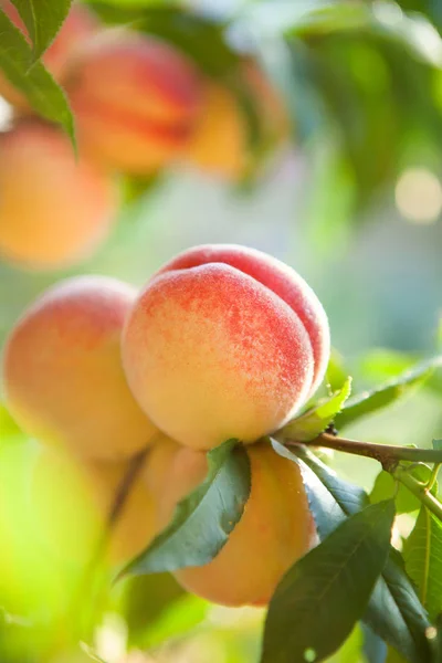 Branch of ripe peaches — Stock Photo, Image