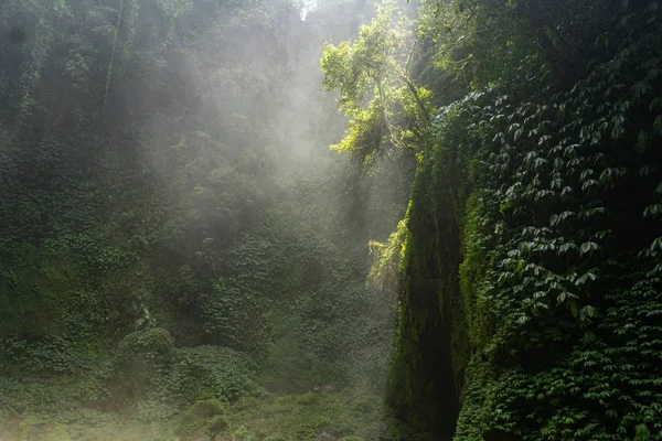 Morning fog in dense tropical rainforest