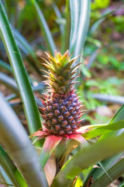 Ananas brakteatus (kırmızı ananas, pembe ananas) ananasın bir türüdür.