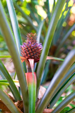 Ananas brakteatus (kırmızı ananas, pembe ananas) ananasın bir türüdür.