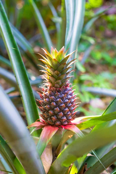 Ananas bracteatus (red pineapple, pink pineapple) is a species of the pineapple