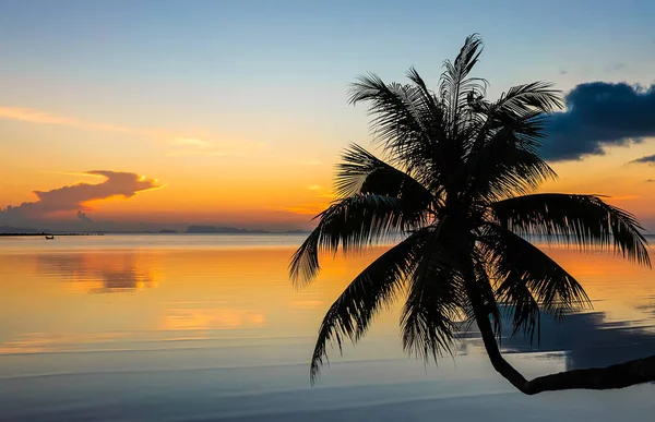 Puesta Sol Sobre Océano Con Silueta Palmera Tropical Fotos De Stock Sin Royalties Gratis