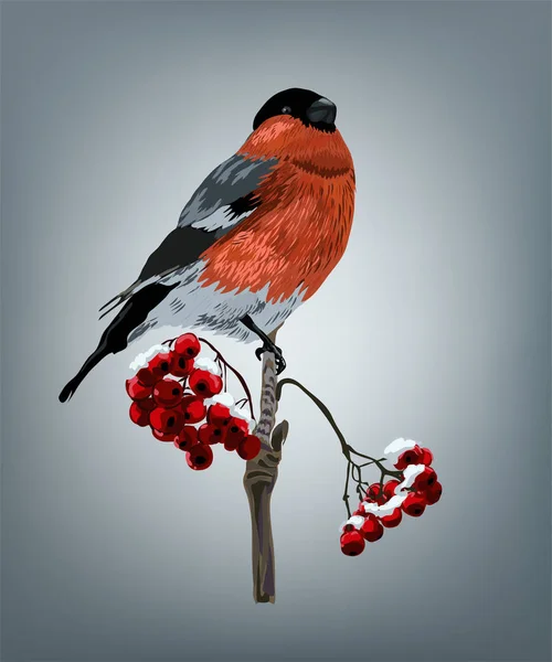 Christmas vector illustration - bullfinch with ashberries with holidays greeting. Realistic bullfinch on a branch of Rowan. — Stock Vector