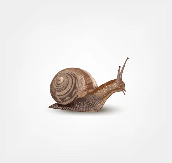 Realistic snail vector - Stok Vektor