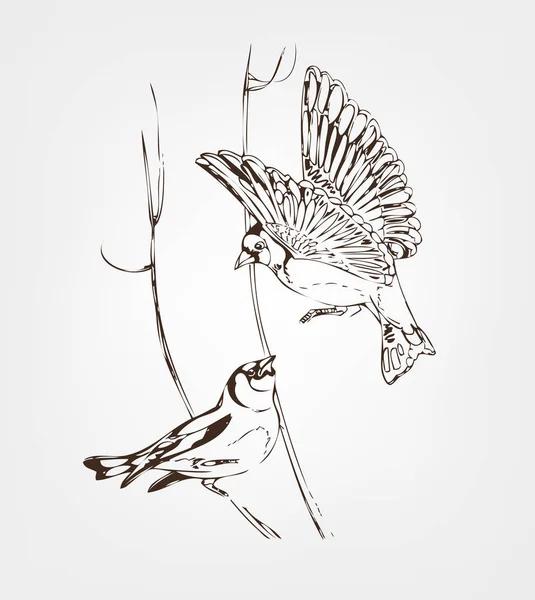 Pták sedí na větvi a jiné mouchy. Dva Stehlík v období páření. — Stockový vektor