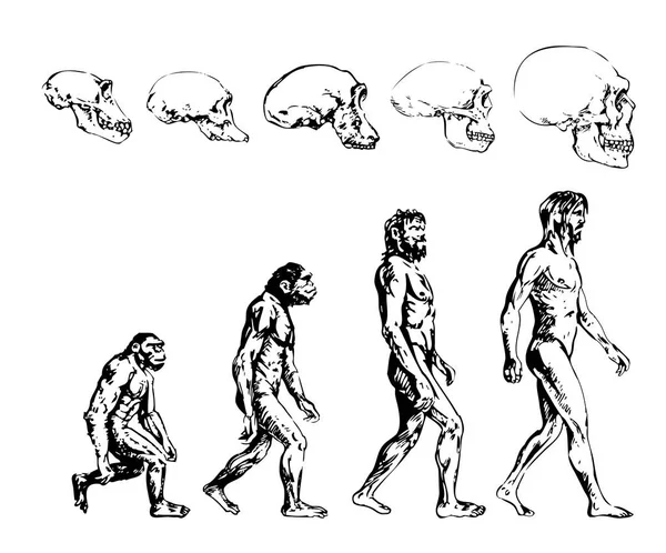 Evolução do homem primitivo e seu crânio. Esboço — Vetor de Stock