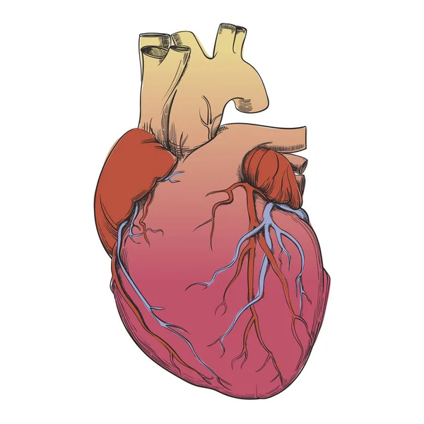 Сердце - анатомическая картина — стоковый вектор