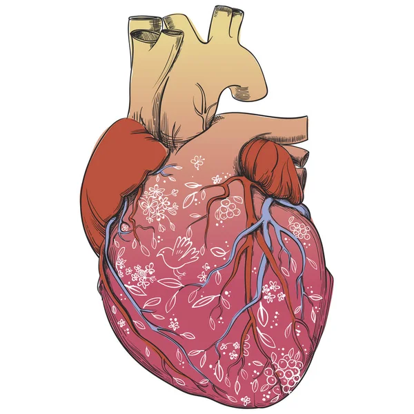 Coração - quadro de anatomia —  Vetores de Stock