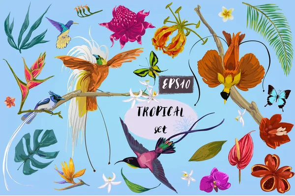 Heldere tropican vogels en bloemen — Stockvector