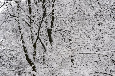 Lviv Ukrayna yüksek kale kar kış ağaçlarıyla