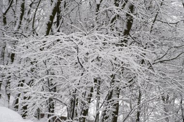 Lviv Ukrayna yüksek kale kar kış ağaçlarıyla